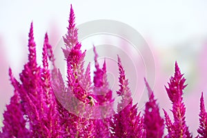 Field of pink celosia flower with bee.