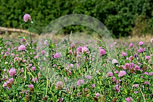 A field of pink clover flowers. Picture from Eslov, Scania county in southern Sweden