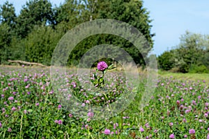 A field of pink clover flowers. Picture from Eslov, Scania county in southern Sweden