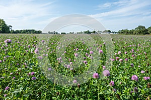 A field of pink clover flowers. Picture from Eslov, Scania county in southern Sweden