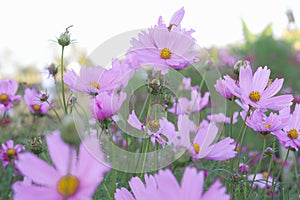 Field of pink cosmos,pastel tone