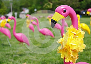 Field of Pink Flamingos