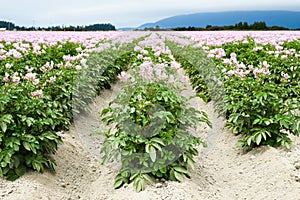 Field of pink flower potatoes in the Skagit Valley