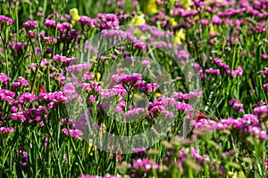 Field of pink flowers with butterfly
