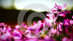 Field of pink flowers, HD 1080P