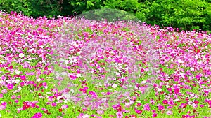 Field of pink flowers, HD 1080P