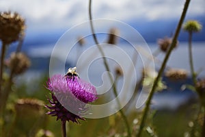 Field pink flowers with lakes in the background, San Carlos de Bariloche, Argentinia