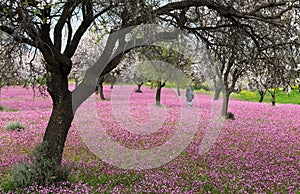 Field of pink flowers in Nicosia