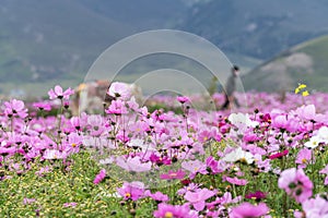 Field of pink flowers in Spring at Kangding, China