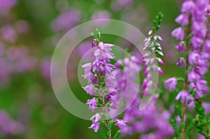 Field of pink heather