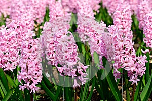 Field of  pink hyacinth in Holland , spring time colourful flowers