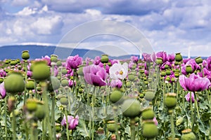 Da rosa oppio papavero pure il cosidetto papaveri 