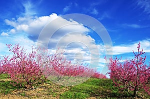 field of pink peaches tree, Portugal