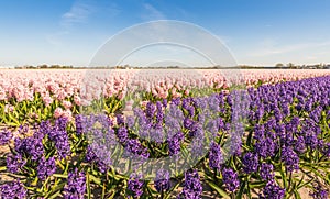 Field with pink and purple blooming Hyacinth bulbs