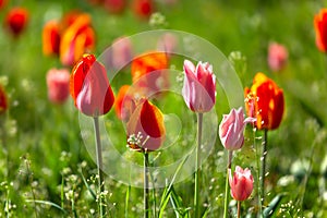 Field of pink and red tulips in flower garden