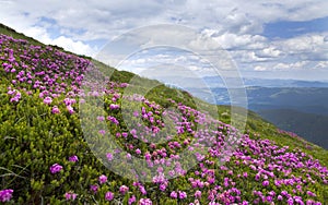 Field of pink rhododendron flowers on mountain Hoverla.