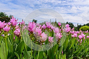Field of Pink Siam tulip flower or Curcuma alismatifolia with sky and clouds.
