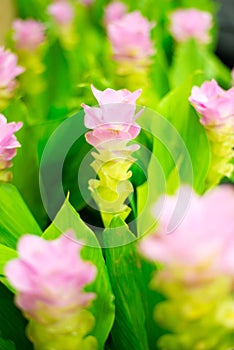 Field of pink siam tulip flowers