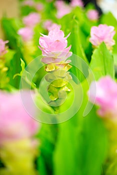 Field of pink siam tulip flowers