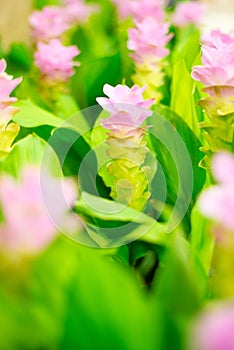 Field of pink siam tulip flowers