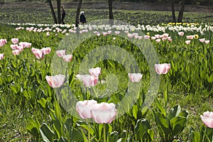 Field with pink tulips