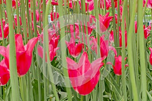 Field of pink tulips