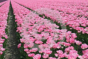 Pink flowerfields rows along the touristic tulip route in Noordoostpolder, Holland photo