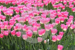 A field of pink tulips, flowerculture in Keukenhof in Lisse, Netherlands