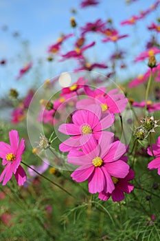 Pink and violet flowers with yellow centres