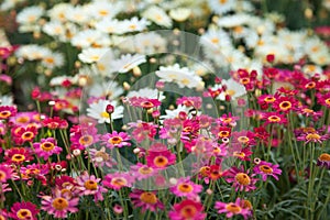 Field of pink and white daisies, colorful flowers