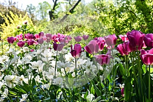 Garden of pink and white tulips