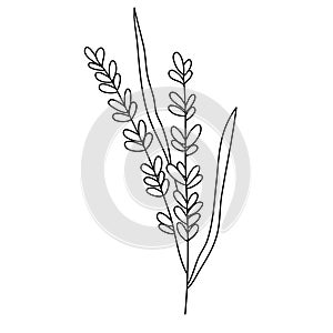 Line flower vector, minimalist line design, wildplant vector photo