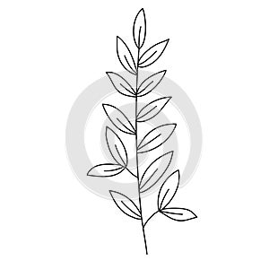 Line flower vector, minimalist line design, wildplant vector photo