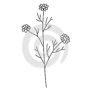 Line flower vector, minimalist line design, wildplant vector photo