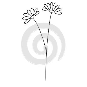 Line flower vector, minimalist line design, wildplant vector photo