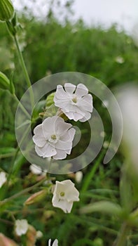 Field plant - a member of the Caryophyllaceae family