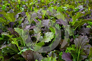 Field planted with red mustard