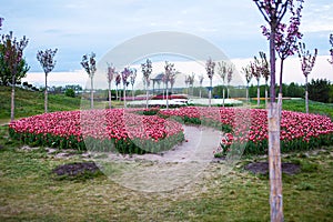 Field with planted red tulips