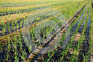 Field planted with scallions