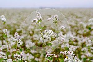 A field planted with white fragrant melliferous flowers