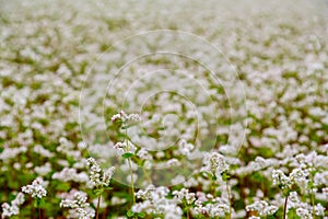 A field planted with white fragrant melliferous flowers