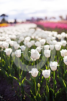 Field with planted white tulips