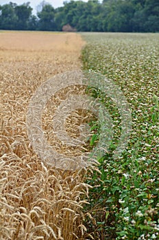 Field and plants