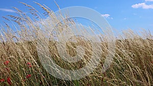 Field plants and grass flutter in the wind