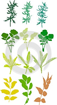 Field plants, herbs, leaves - vector, traced