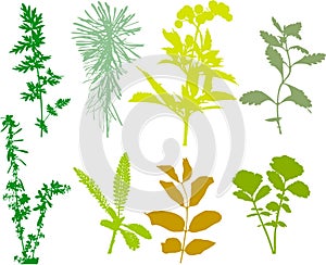 Field plants, herbs, leaves - vector, traced