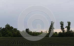 Field with plants planted in rows against a blue sky 2