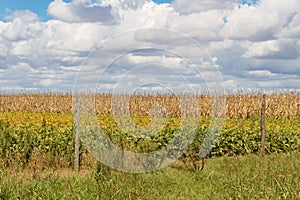 Field plated with soybeans and corn ready to harvest photo