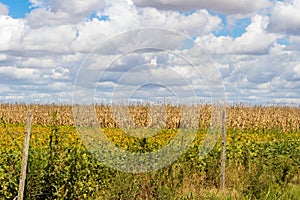 Field plated with soybeans and corn ready to harvest photo