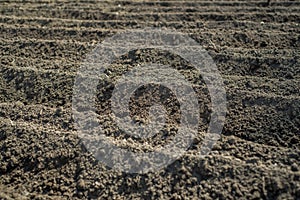 A field plowed for planting potatoes. Spring season on the farm